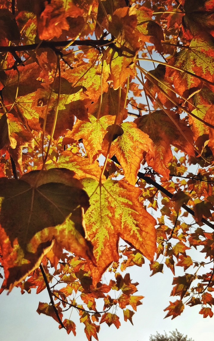 autumn