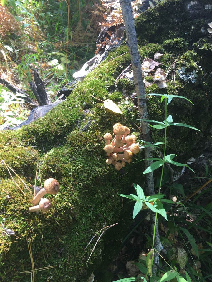 mushroom