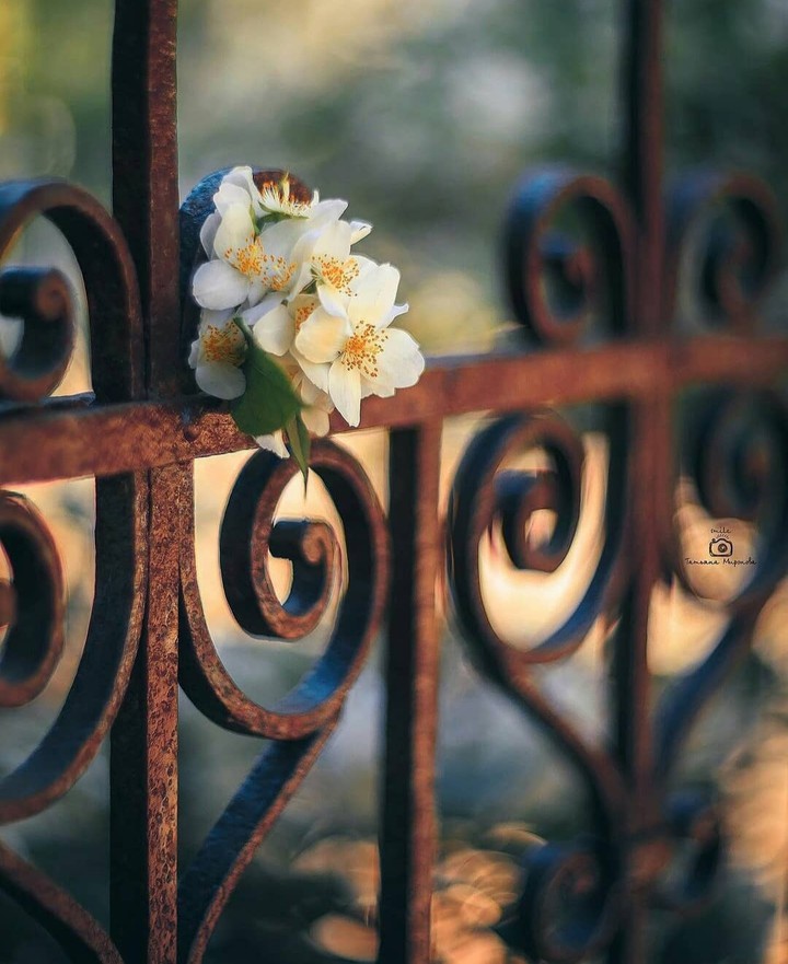 flowers ❤