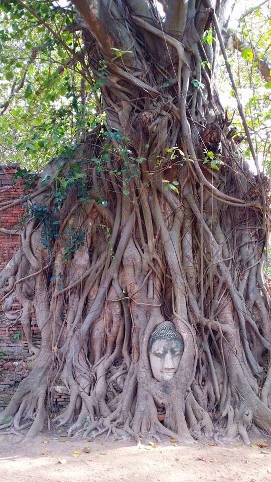 roots
