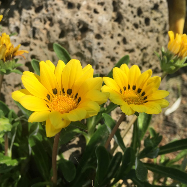 Jeju Island flowers