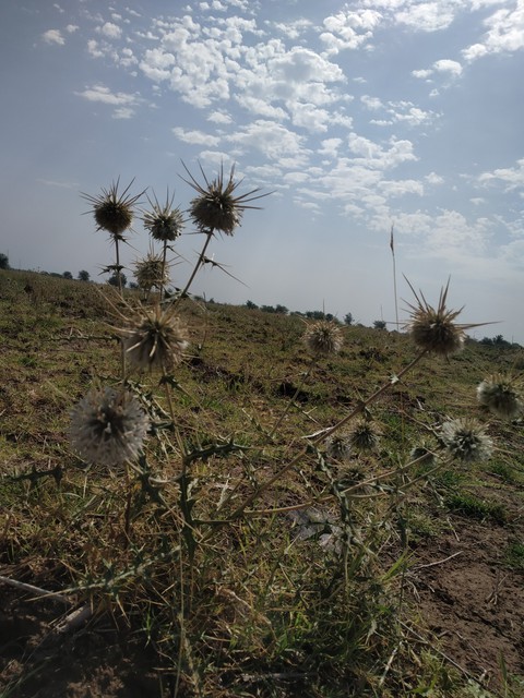 flowers???????