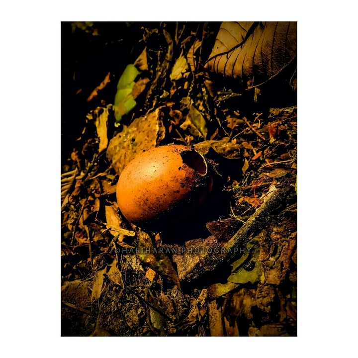 ||| •Broken Egg Shell• |||