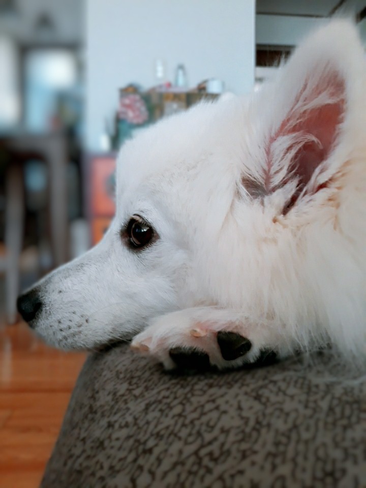 dog