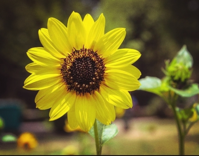 sunflowef