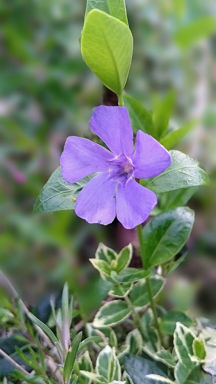 Vinca Minor