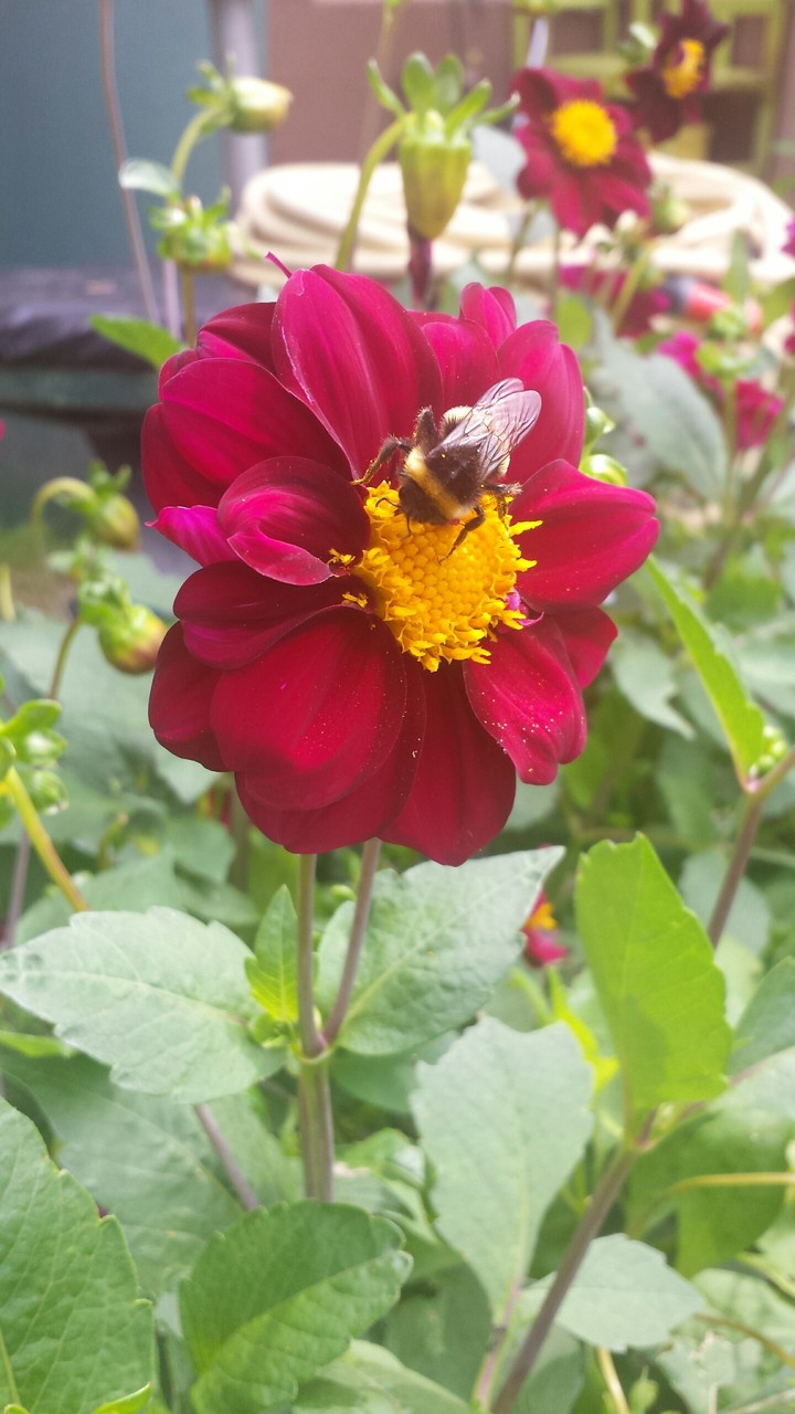 Flower