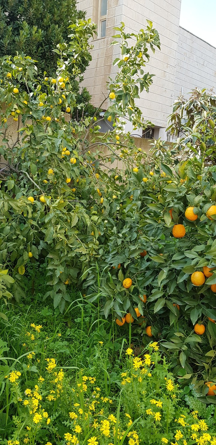 spring3