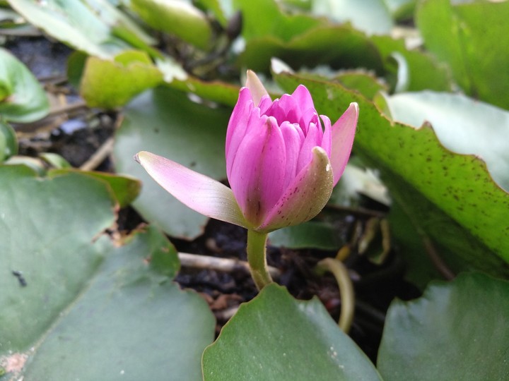 flower 2