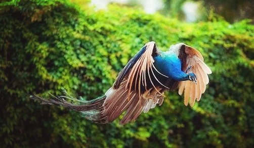Peacock Flight 