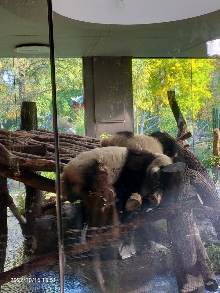 panda