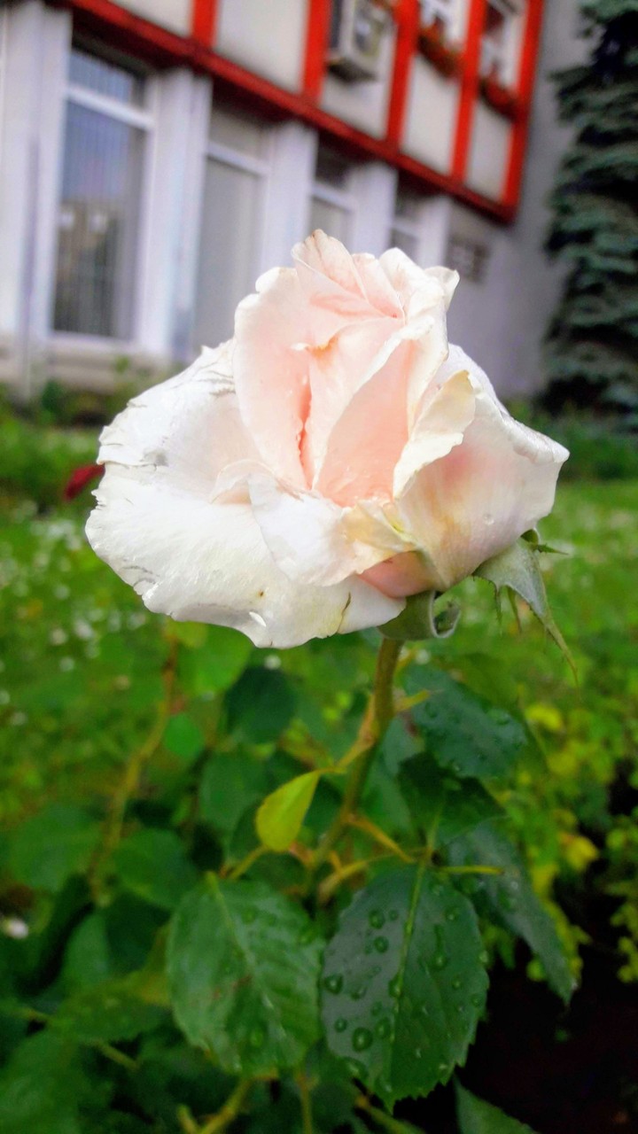 Roses with