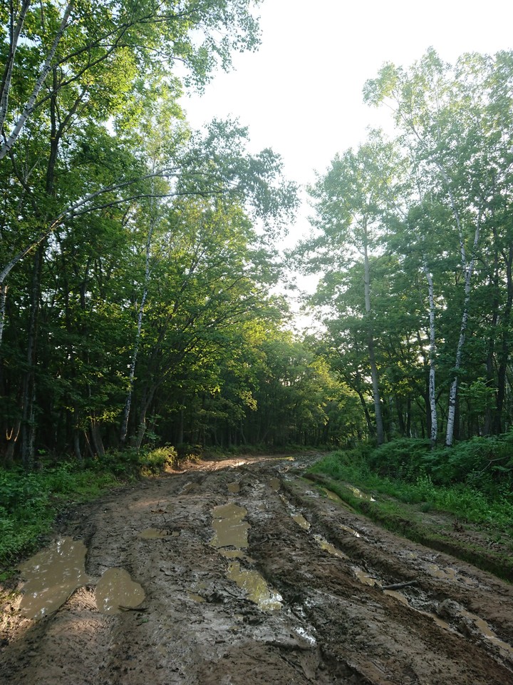 Дорога в лесу