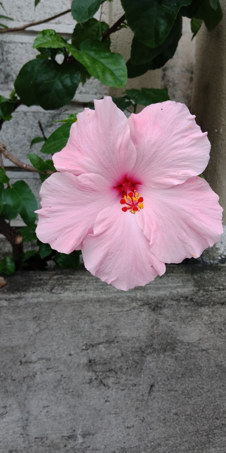 pink gumamela