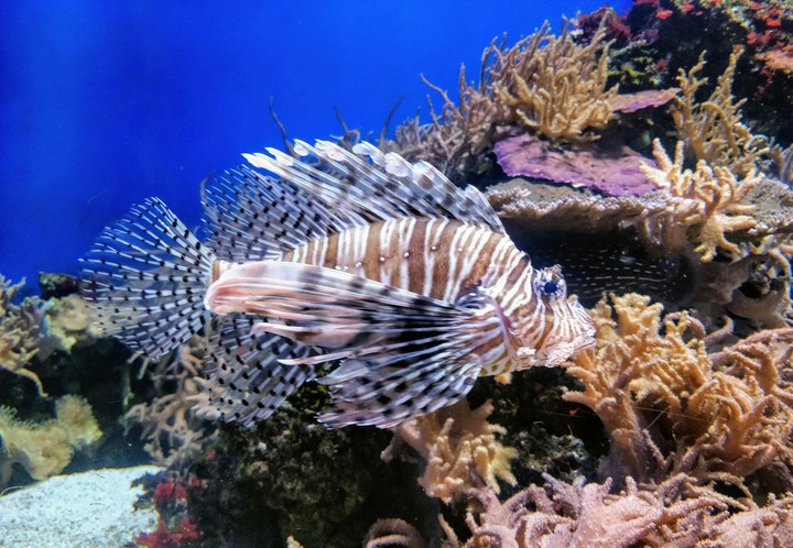 Fish
