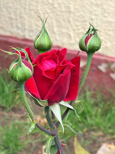 ταπετσαρίες plants, red