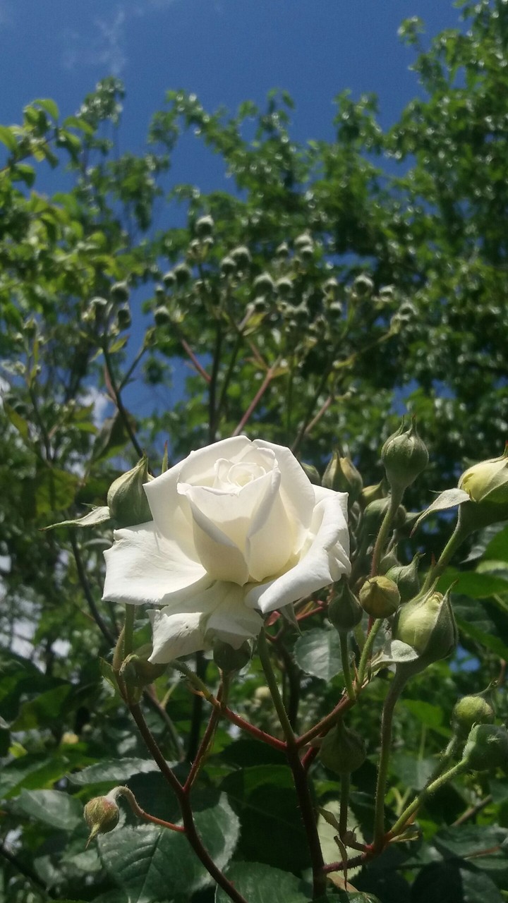flower