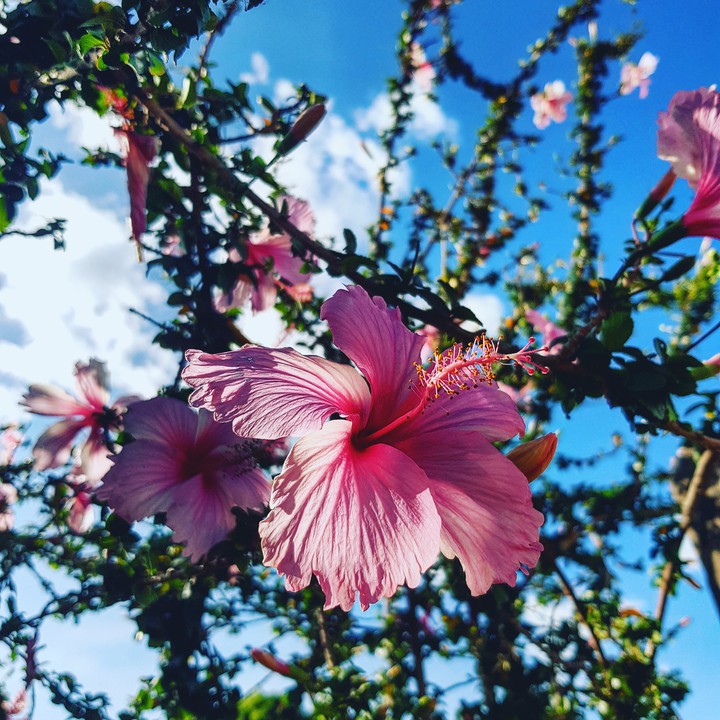 Rose flower
