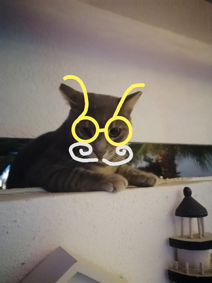 Турецкий умний кот.