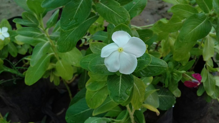 flowers