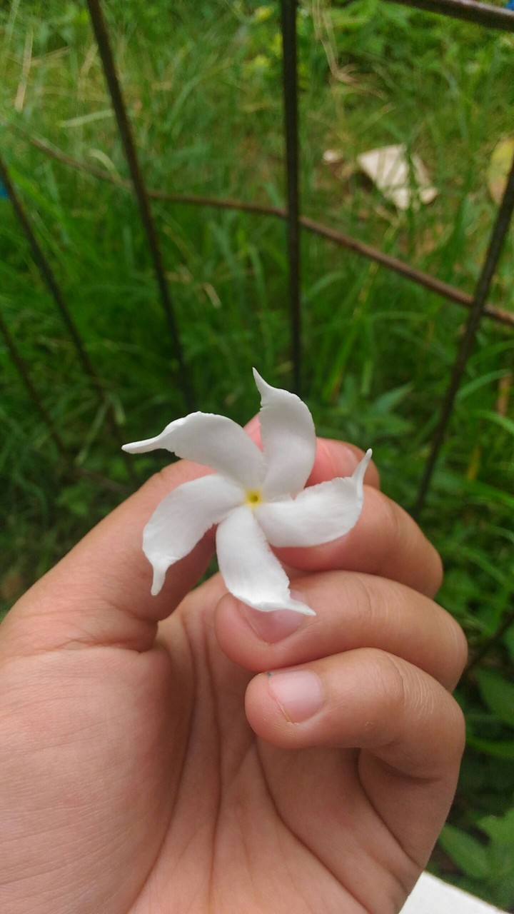 white jusmine