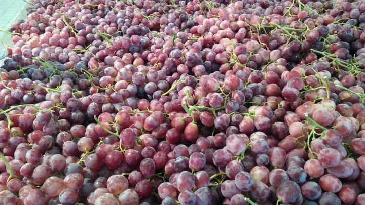 grape