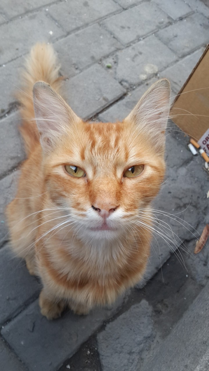 kedi
