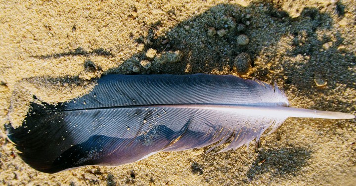 bird