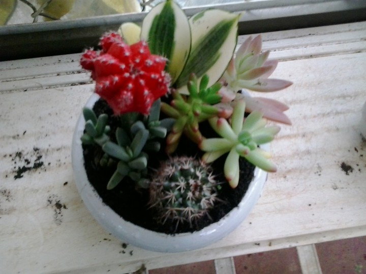 beautiful cactus