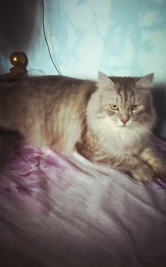 teby