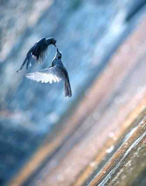 birds