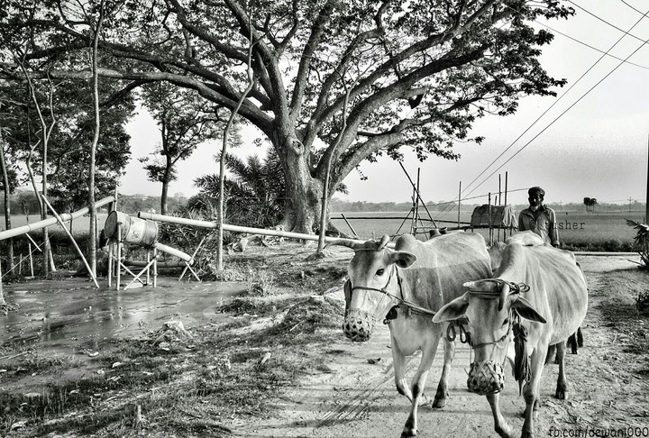 Beautiful Bangladesh.