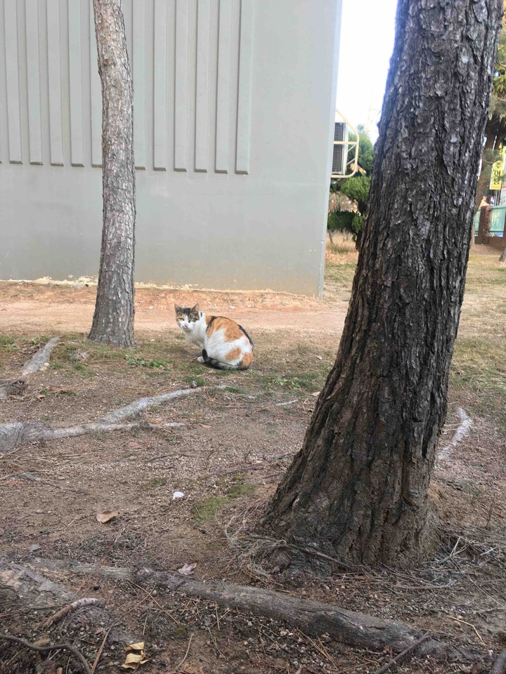 길냥이