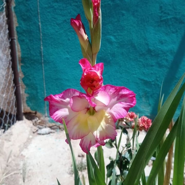 flor