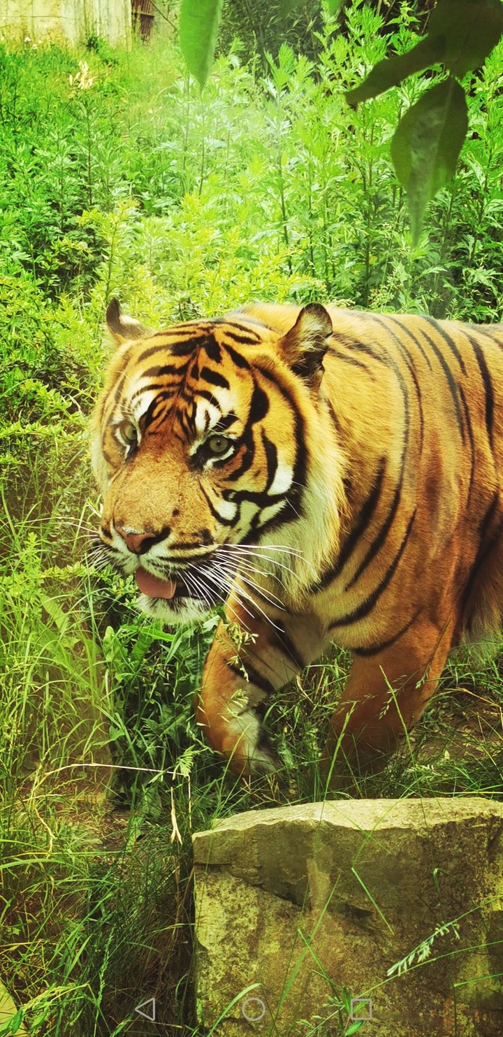 tiger