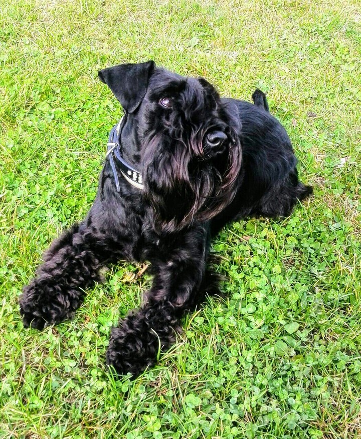 My lovely Greta