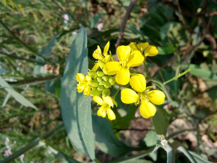 flower