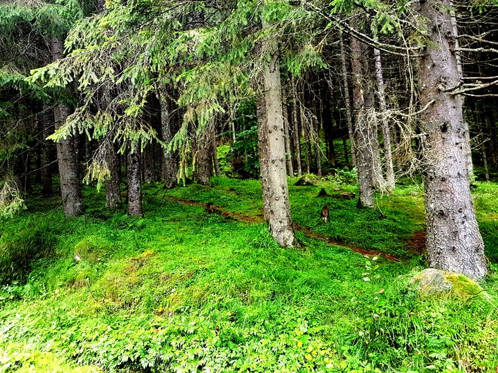 beautiful trees