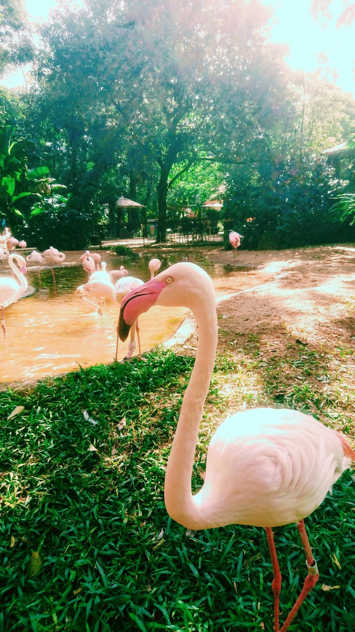 flamingo