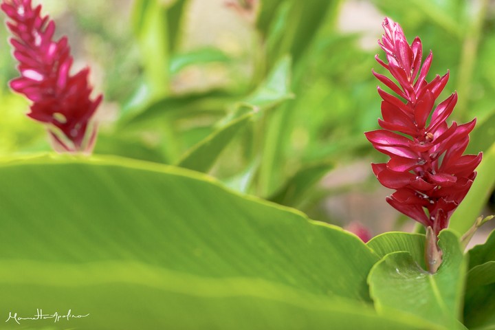 Red Flowers