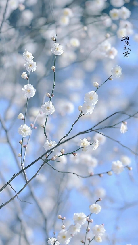 tapety branch, flower