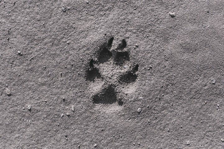 The Wolf