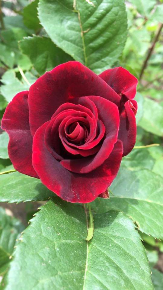 rose