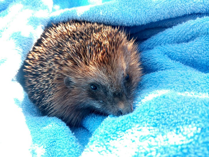 Cute Hedgehog