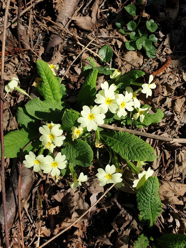 spring flawers