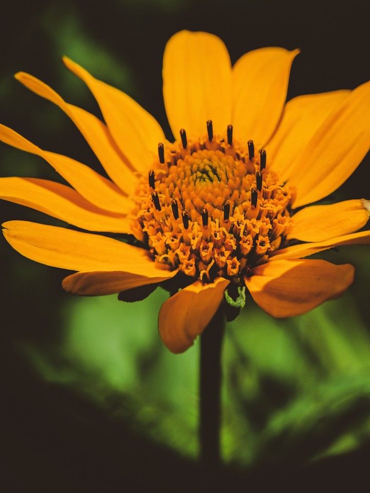 Macro