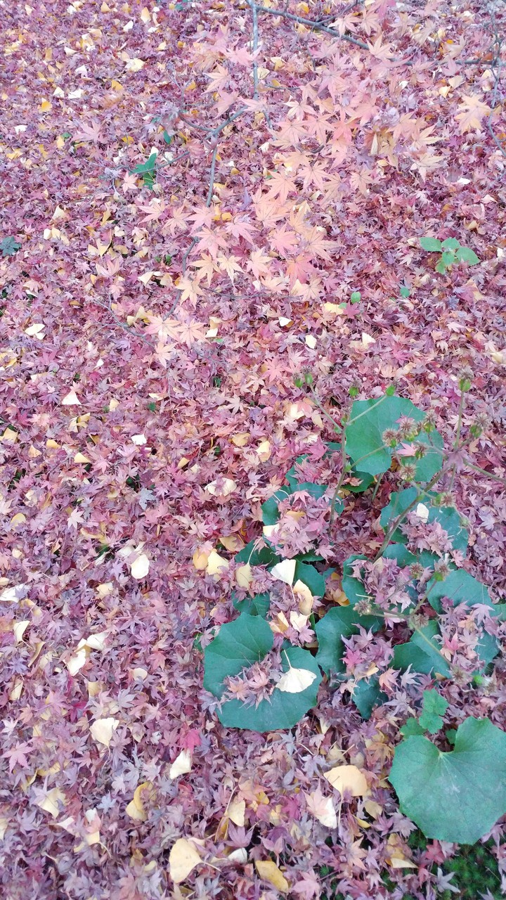 床紅葉 autumn leaves on the ground