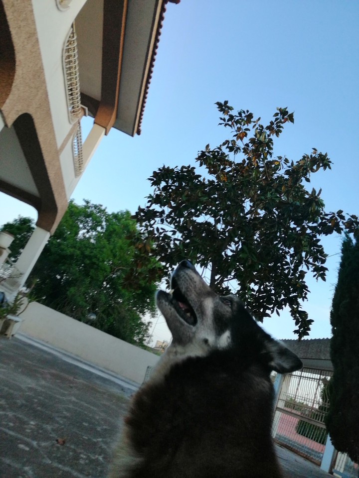 Dog