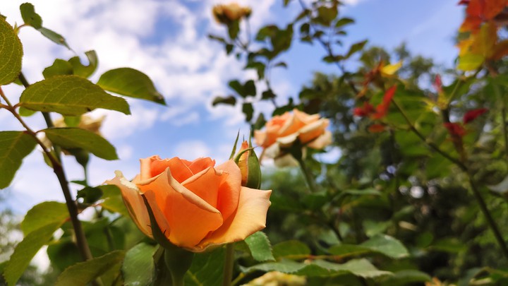 Rose
