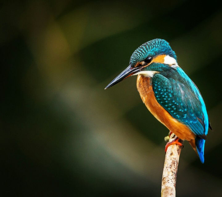 wildlife​ photography